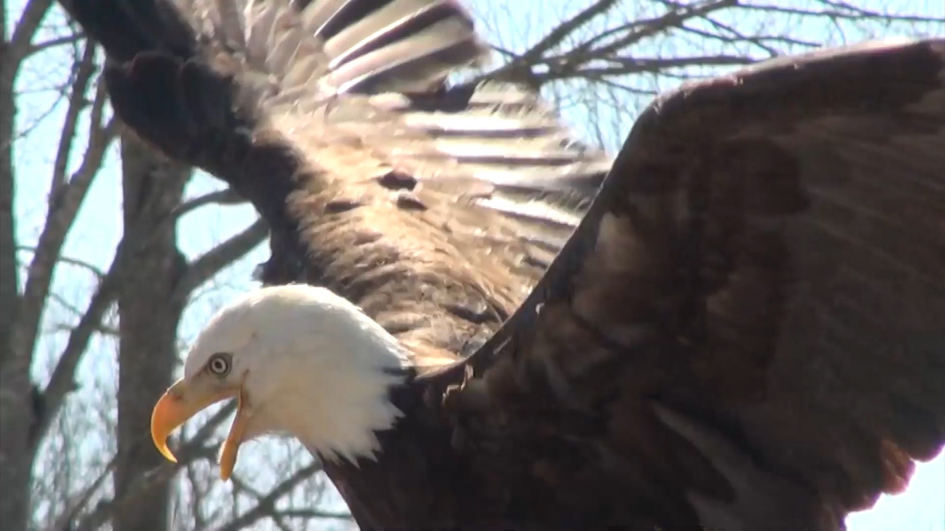 Bald eagle restored to habitat