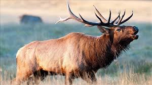 Reward offered in Knott elk poaching case