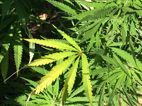 General Assembly approves medical marijuana