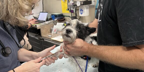 Care-avan vets offer care to animals.