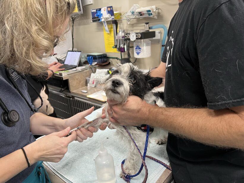 Care-avan vets offer care to animals.