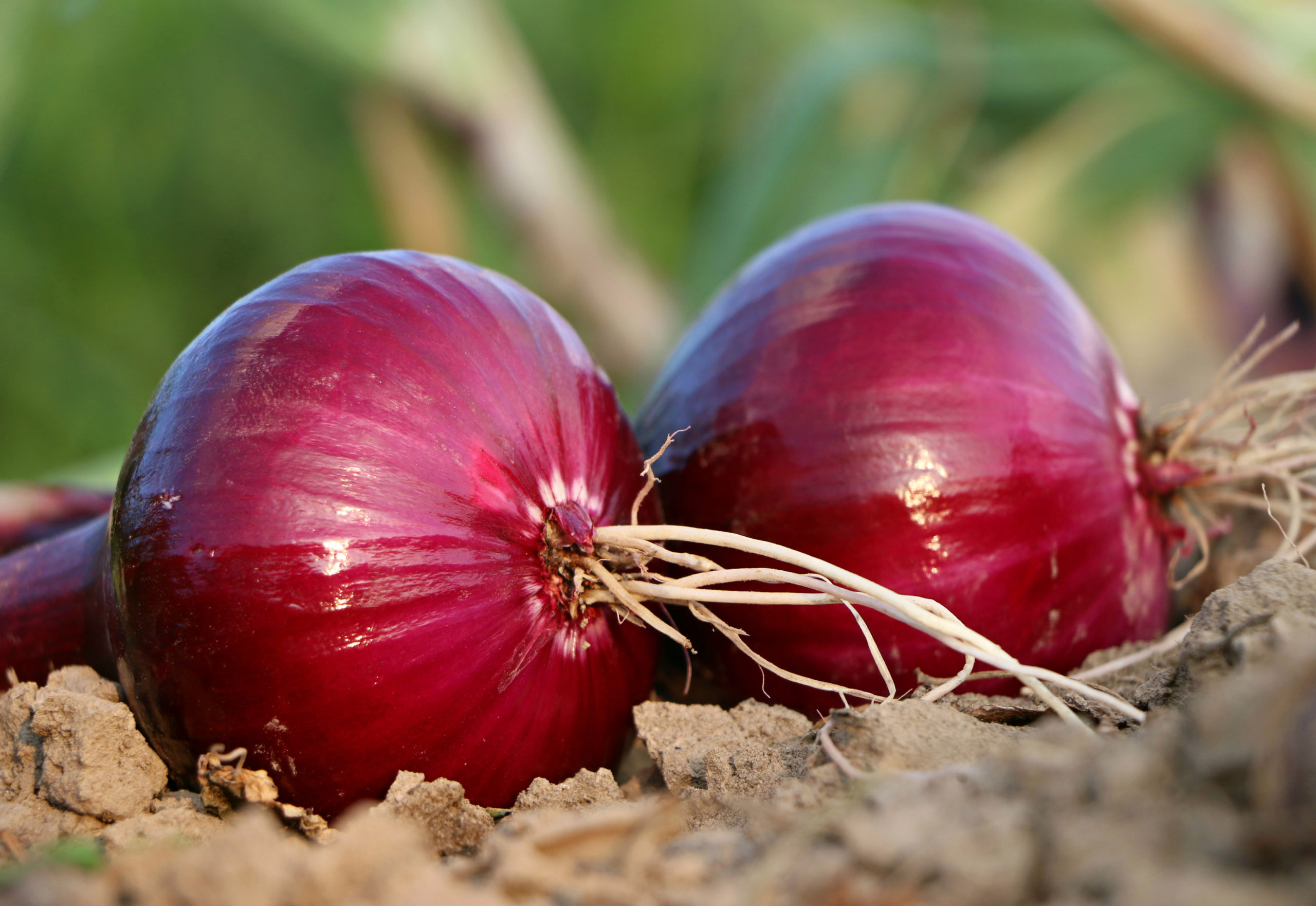 Red onions linked to nationwide salmonella outbreak