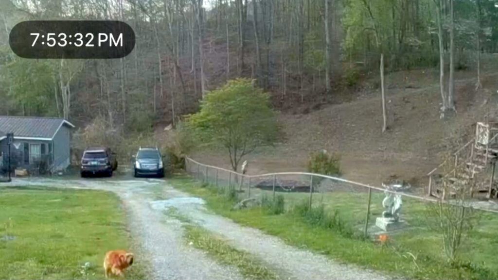Screenshot of a video showing the dog running away after being shot.