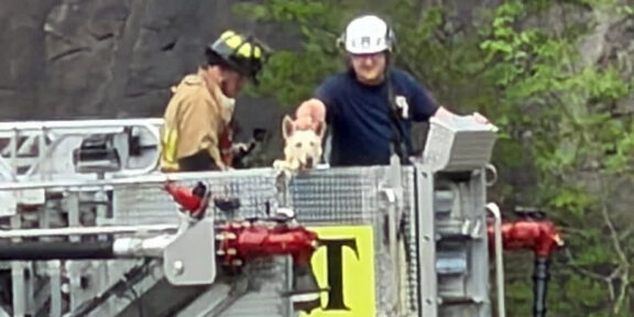 Firefighters rescued the pooch from her precarious perch.