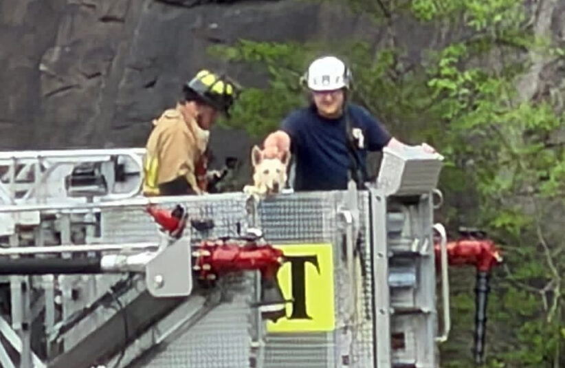 Firefighters rescued the pooch from her precarious perch.
