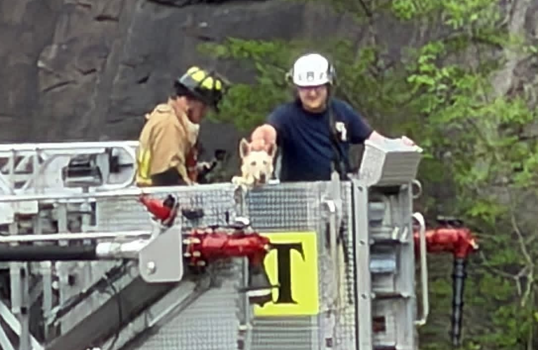 Firefighters rescued the pooch from her precarious perch.