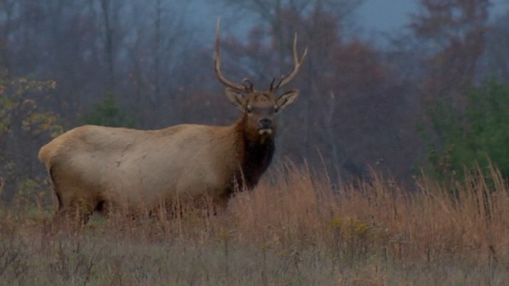 $2,500 reward offered in Martin County elk poaching case