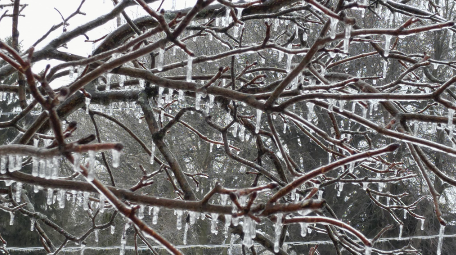 Outages begin to climb as ice storm takes toll