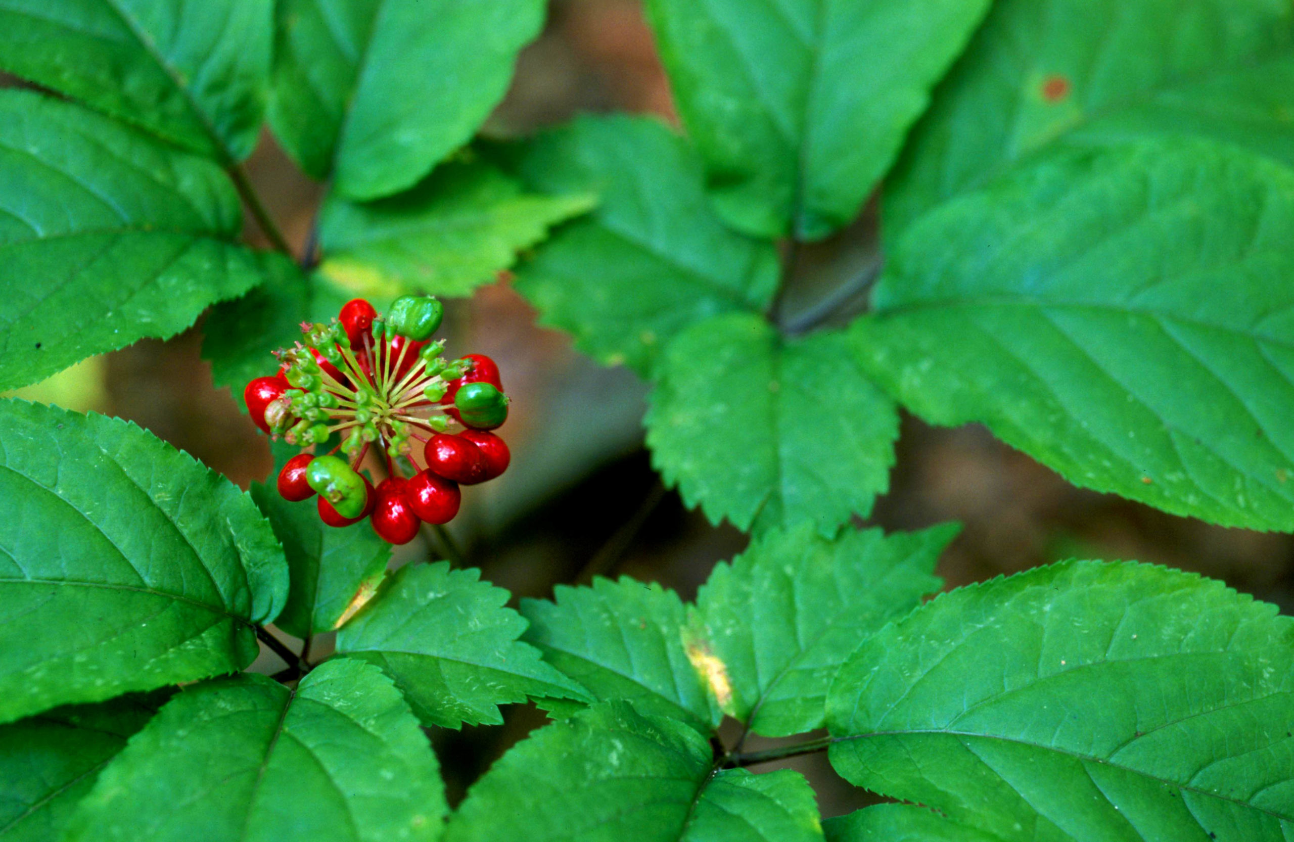 Ginseng defendant asks to plead guilty to misdemeanor
