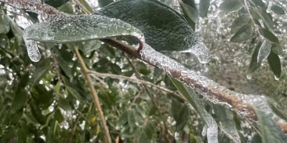 Ice-covered leaves in Prestonsburg on Jan. 6, 2025, following a night of freezing rain.