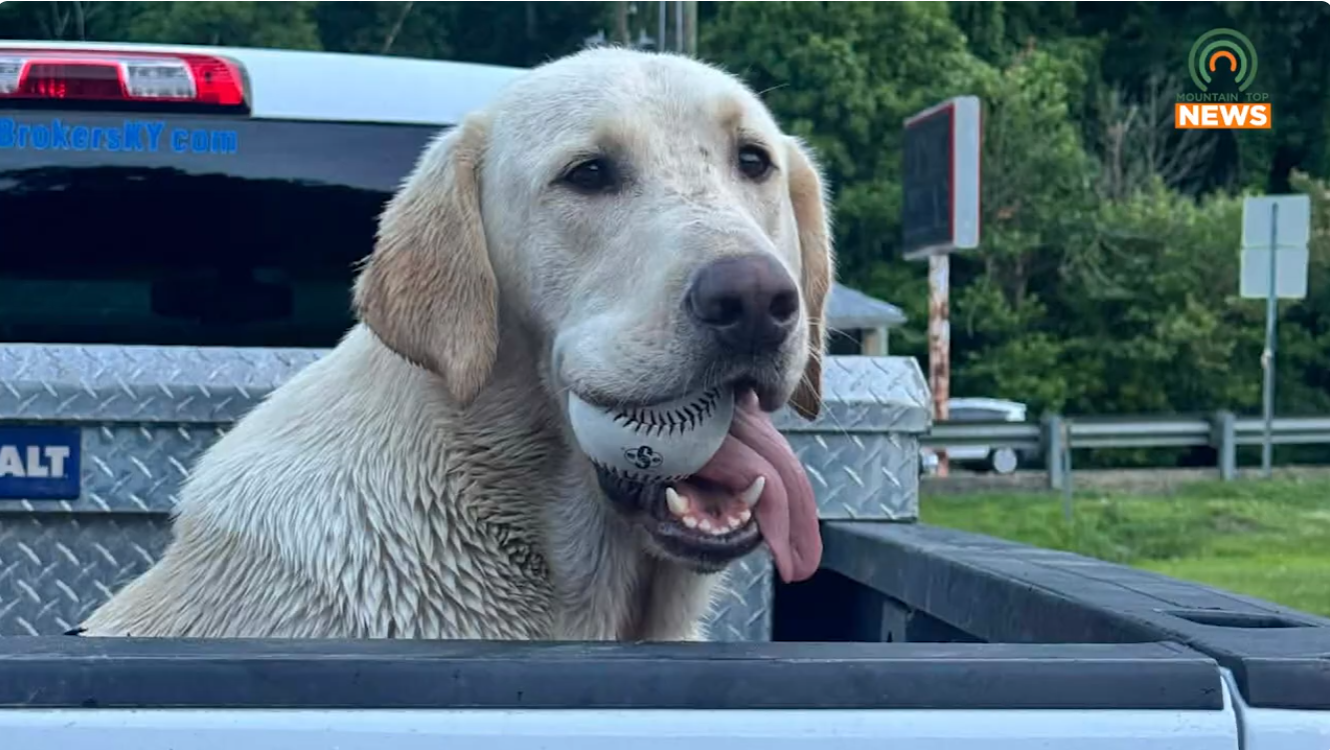 Mingo County family finds their dog ‘strung up’ in yard