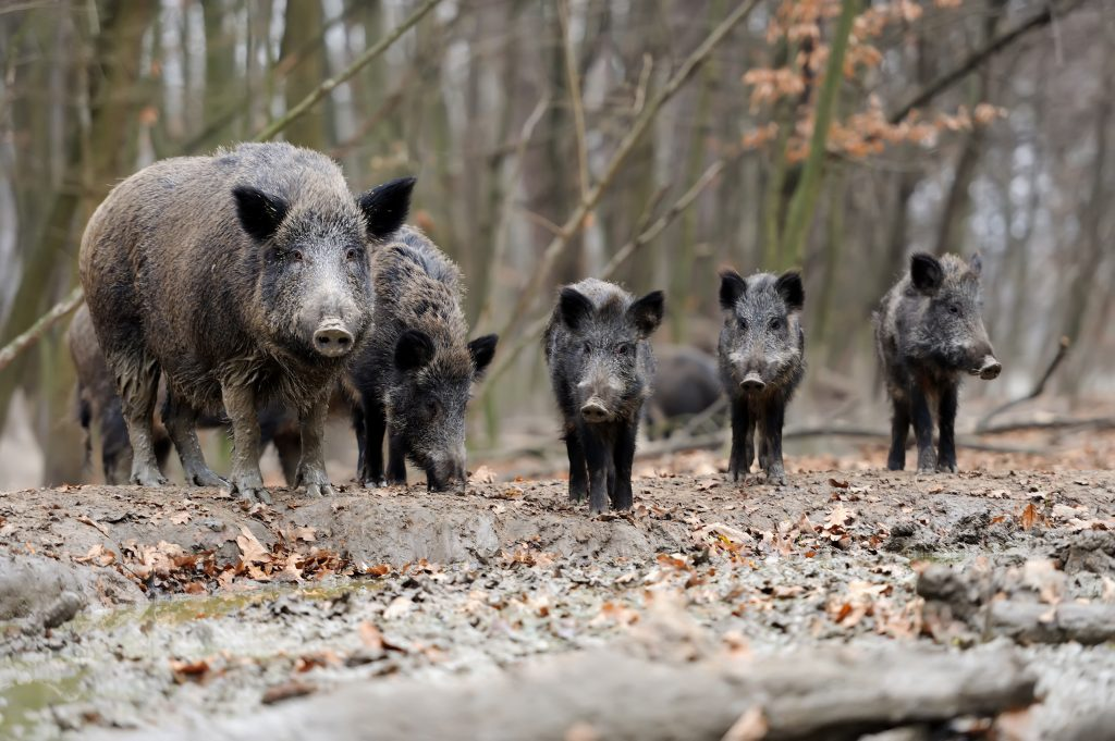 Fish & Wildlife seeks info about wild pig sightings in Floyd County