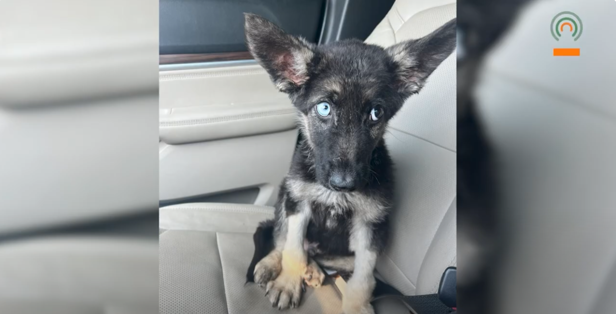 Kentucky River Regional Animal Shelter Hosts 2nd Annual Volunteer Day