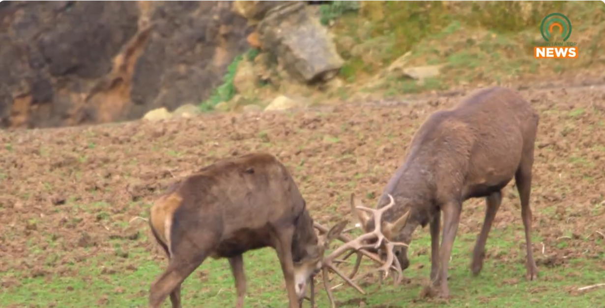 Drivers Warned About Increased Deer Activity