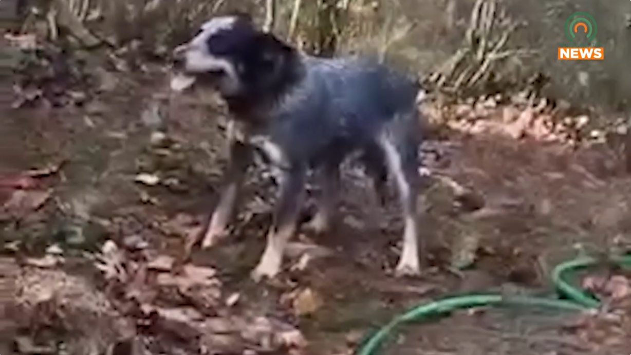 Sheriff’s office flooded with calls about a supposed animal abuse video