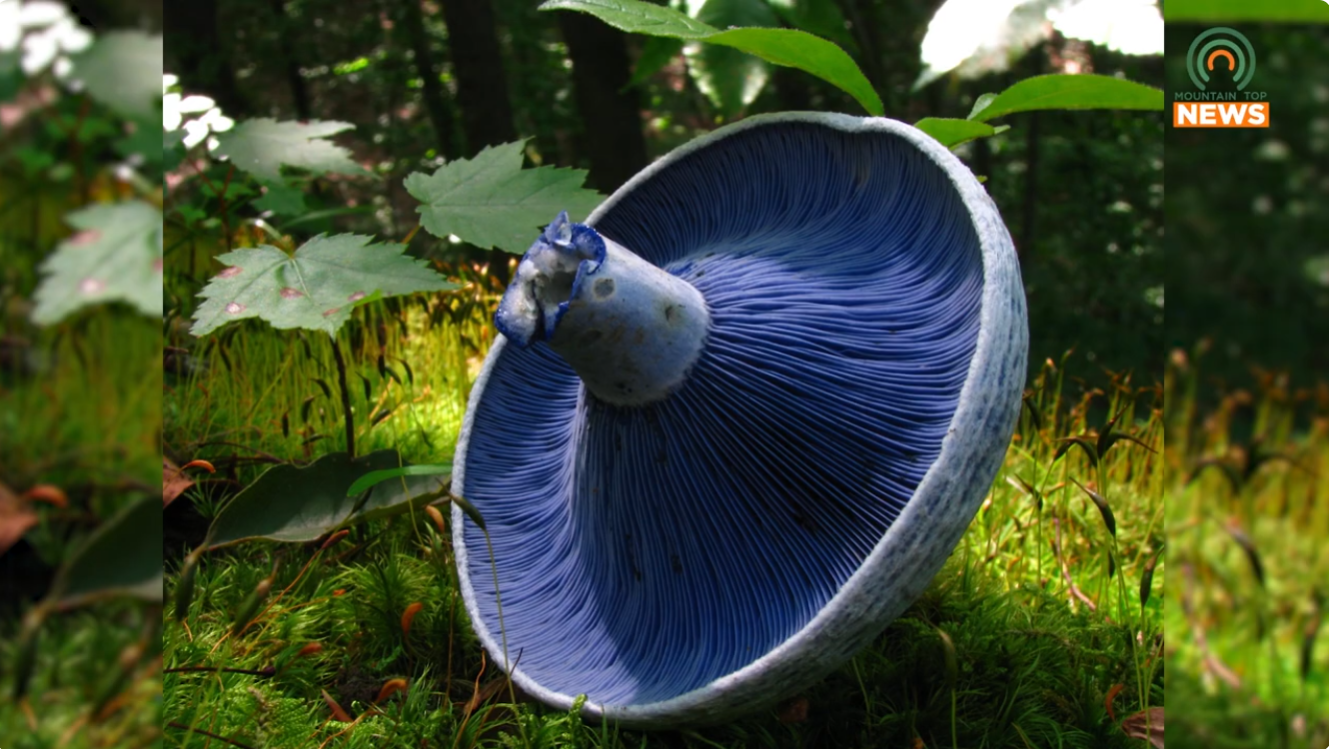Letcher County biology teacher looks to put the stamp on the Kentucky state mushroom