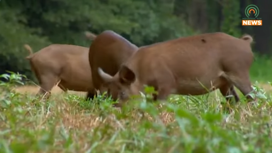 State puts out call for help with wild pig population