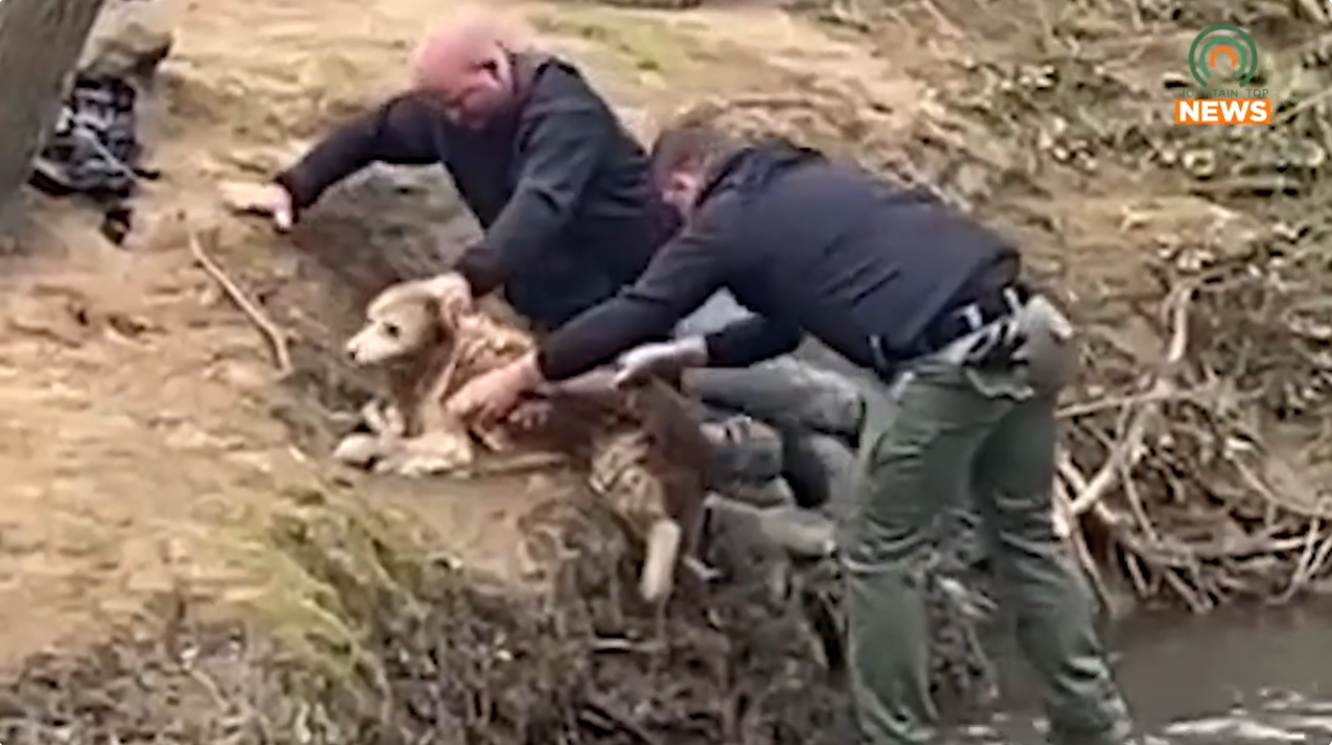 Deputies rescue dog from river