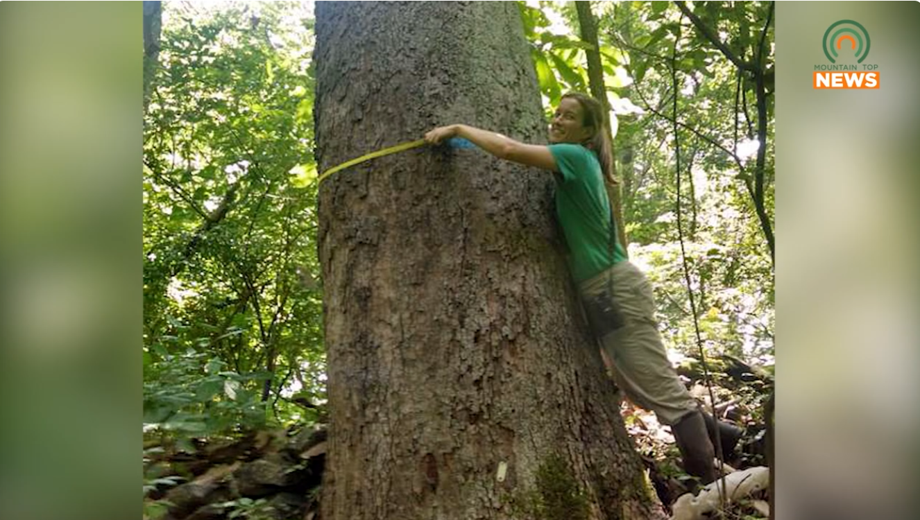 Win $500 in Big Tree Contest