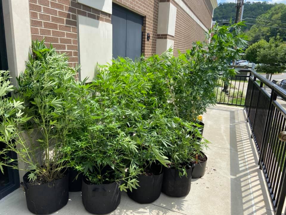 Martin County man charged with growing marijuana