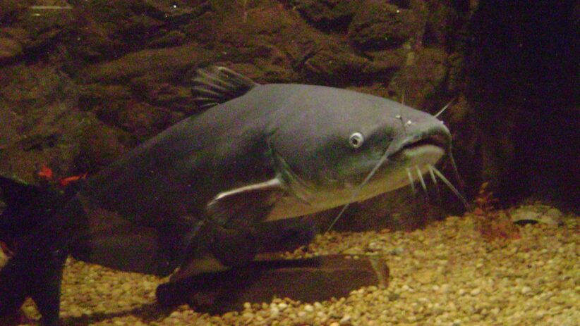Catfish