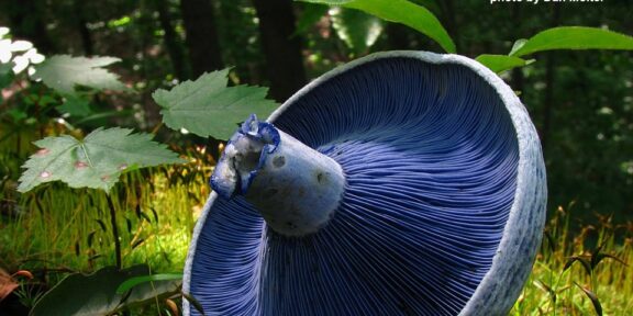 Indigo milk cap