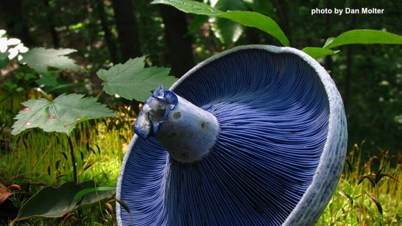 Indigo milk cap