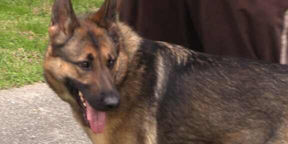 Zara, the new police dog for the Letcher County Sheriff's Office